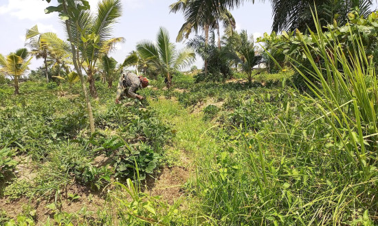 Eco-Friendly Practices for Farm Projects